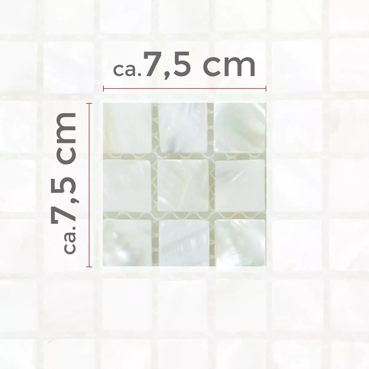 Muster von Mosaikfliesen Muschel Kordon Weiss